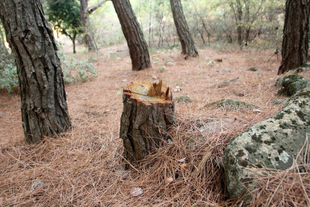 How Our Tree Care Process Works  in  Yreka, CA