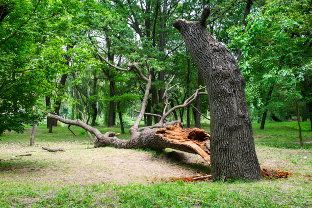 Lawn Pest Prevention in Yreka, CA