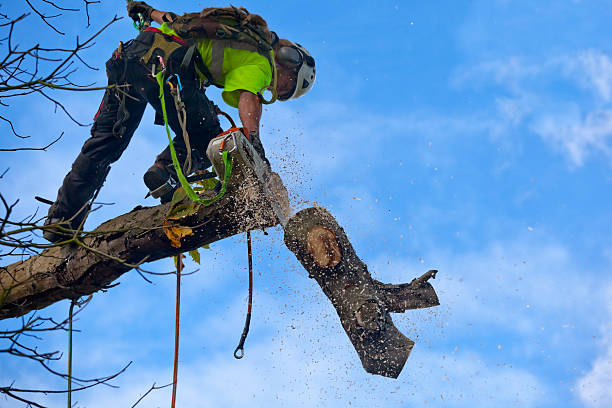 Seasonal Cleanup (Spring/Fall) in Yreka, CA